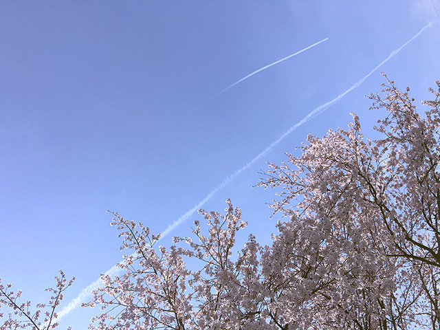 sakura-sky