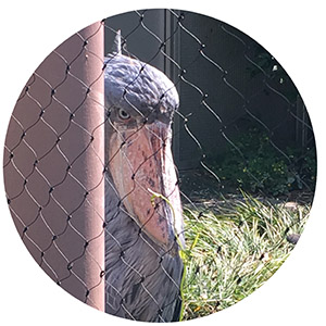 上野動物園のハシビロコウ